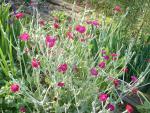 Lychnis coronaria